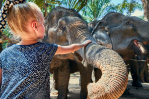 Dragon Study Tours Blog 33 child gently touching an elephant’s trunk during an educational visit to the hutsadin elephant foundation