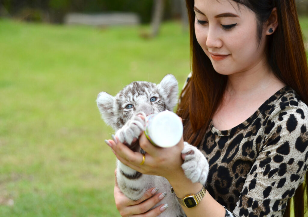 Tiger Rehabilitation Hua Hin: 4 Important Educational Outcomes for School Groups 1 a young woman feeding a white tiger cub with a bottle during a visit to tiger rehabilitation hua hin
