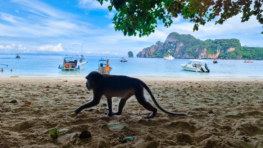 Monkey walking on the beach near Hua Hin Monkey Rehabilitation Centre