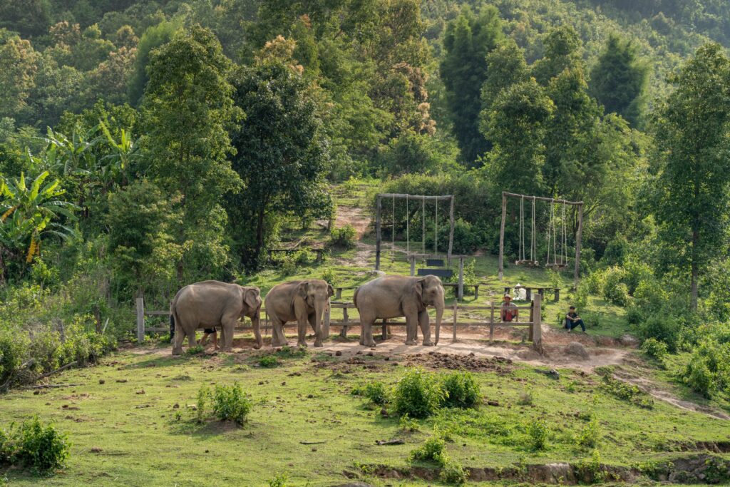 Pala-u elephant trail