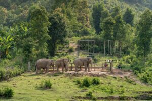 Dragon Study Tours Blog 25 Pala-u elephant trail