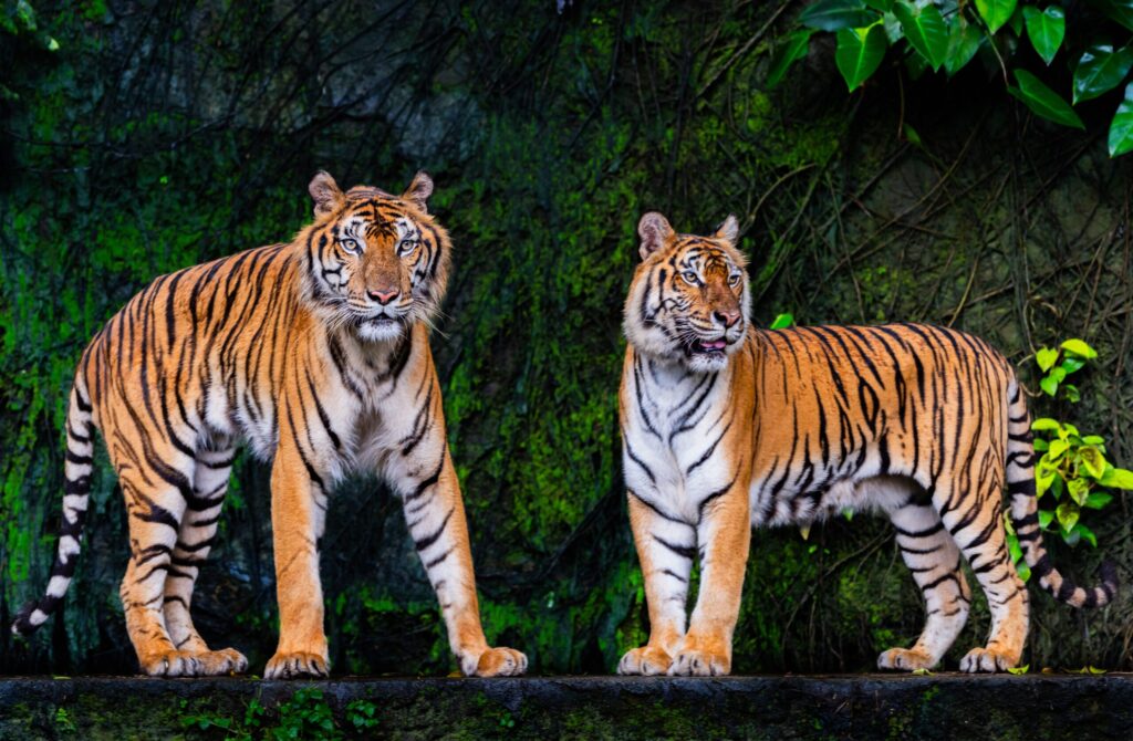 Elephant Conservation Experiences 73 two adult tigers standing together in a forest enclosure at tiger rehabilitation hua hin