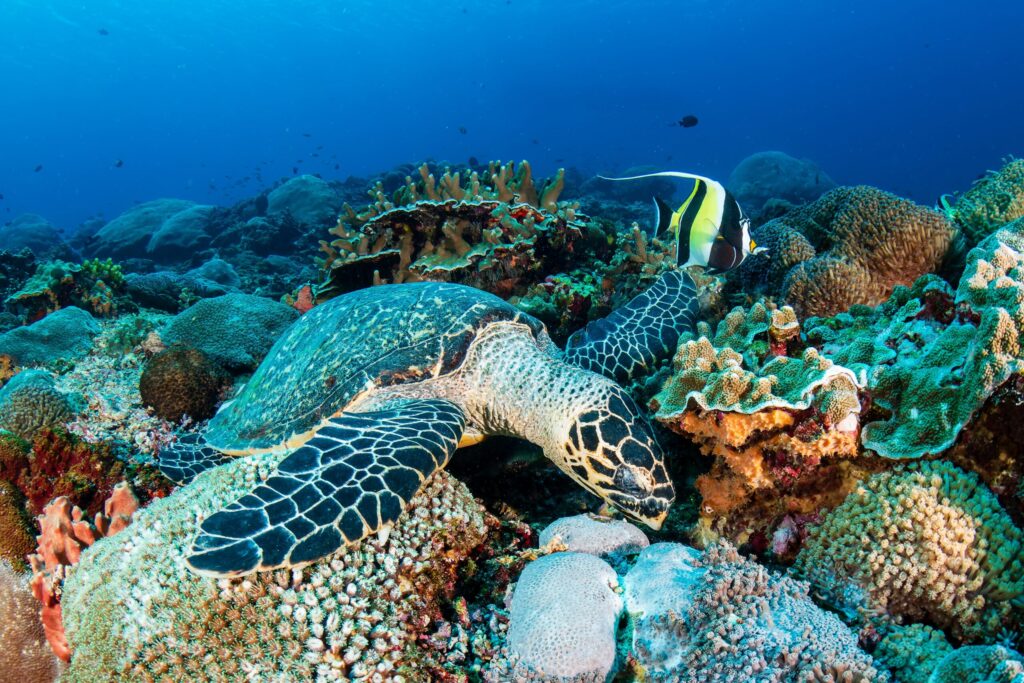 Hua Hin Turtle Conservation Experience 1 Hua Hin Turtle Conservation Experience