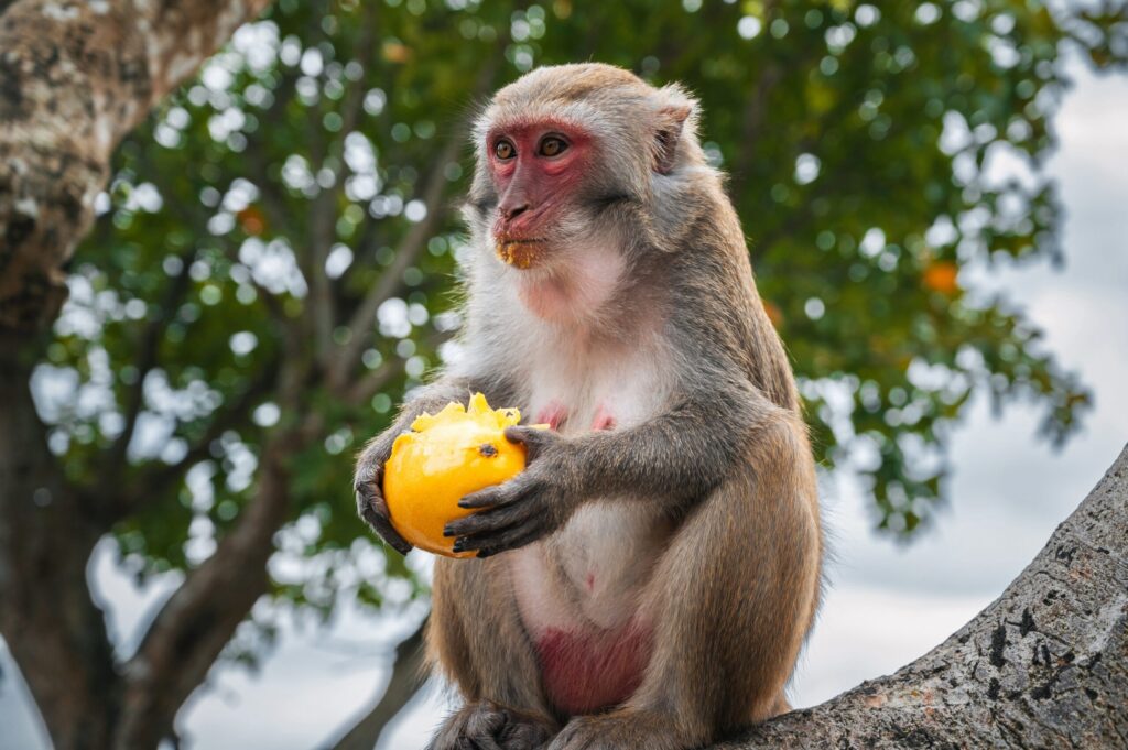 Hua Hin Monkey Rehabilitation Centre 1 Monkey eating fruit at Hua Hin Monkey Rehabilitation Centre
