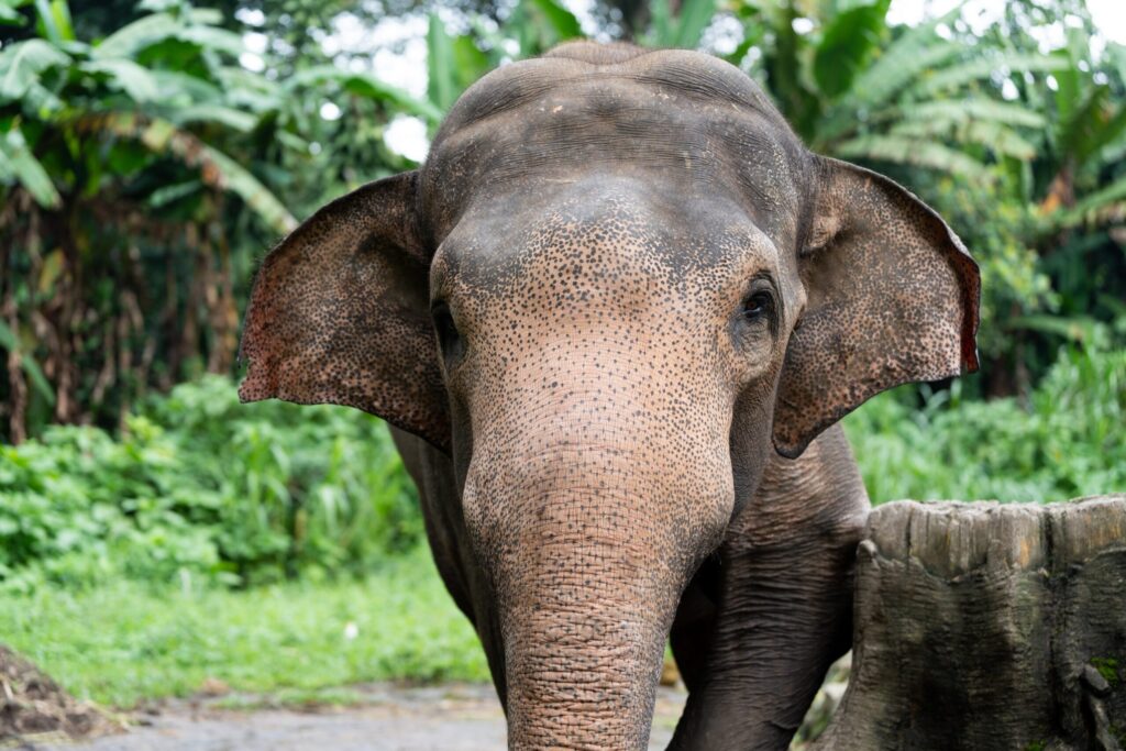Hutsadin Elephant Foundation: 3 Key Reasons It Enhances Residential English Camp in Thailand 2 close up of an elephant standing in greenery at the hutsadin elephant foundation