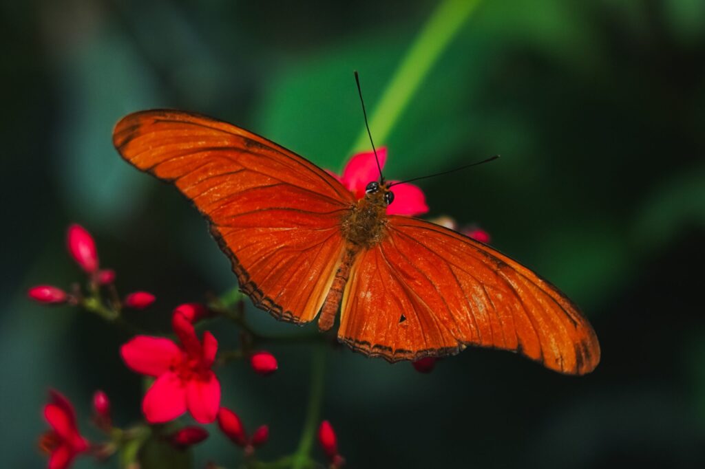 Ultimate Outdoor Learning at Kaeng Krachan National Park 1 Kaeng Krachan National Park