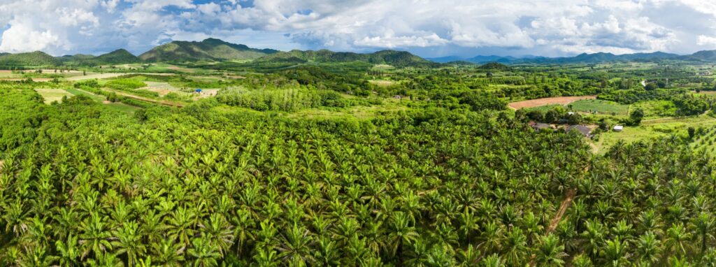 Mangrove Reforestation Project: 5 Essential Learning Outcomes for School Groups 1 aerial view of dense green landscapes and cultivated fields supporting the mangrove reforestation project