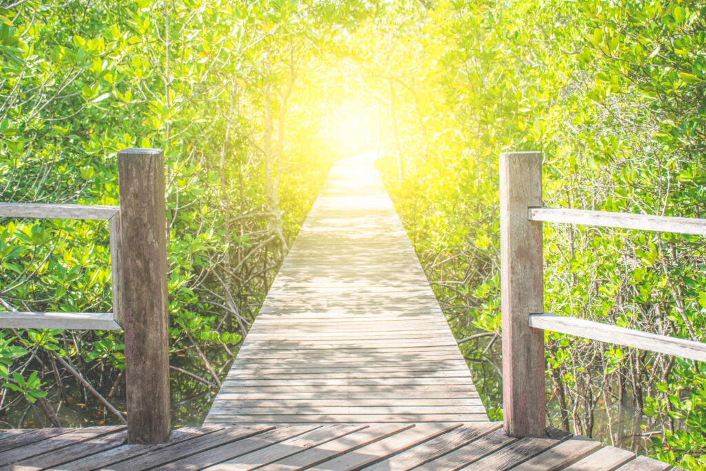 Elephant Conservation Experiences 72 wooden boardwalk leading through bright green mangroves as part of the mangrove reforestation project