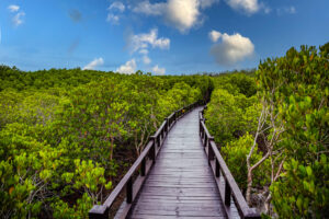 Dragon Study Tours Blog 19 Pranburi Forest Park