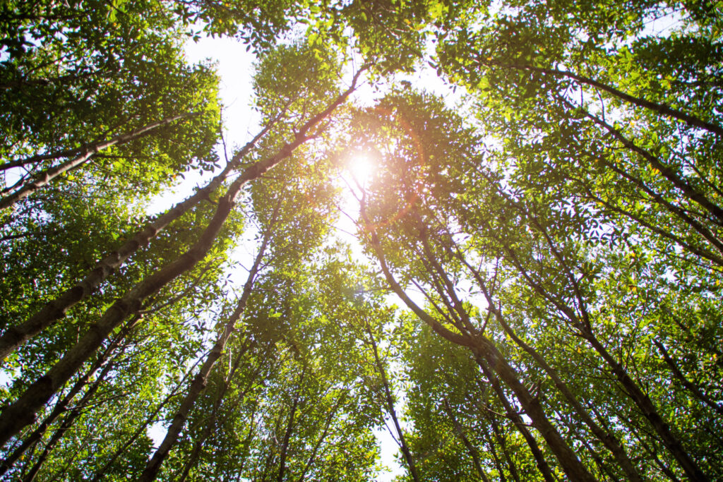 Pranburi Forest Park 2 Pranburi Forest Park