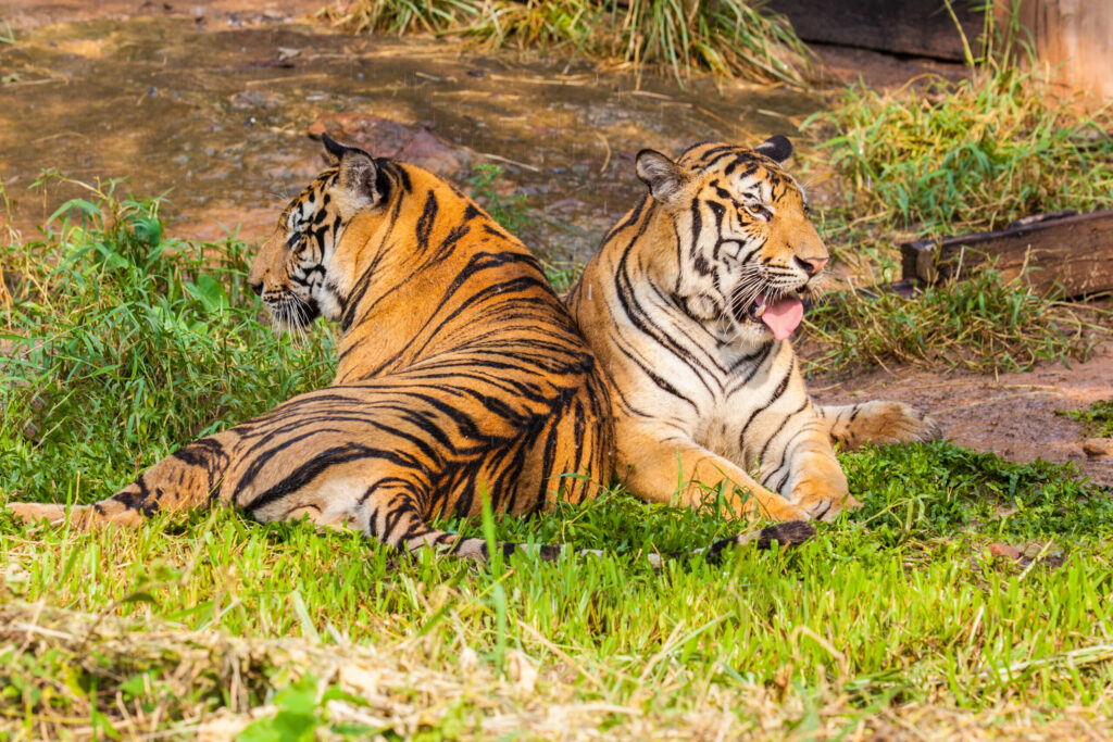 Tigers Thailand: What Teen Groups Learn About Rescued Tigers at Wildlife Friends Foundation Thailand in Phetchaburi 5 tigers Thailand