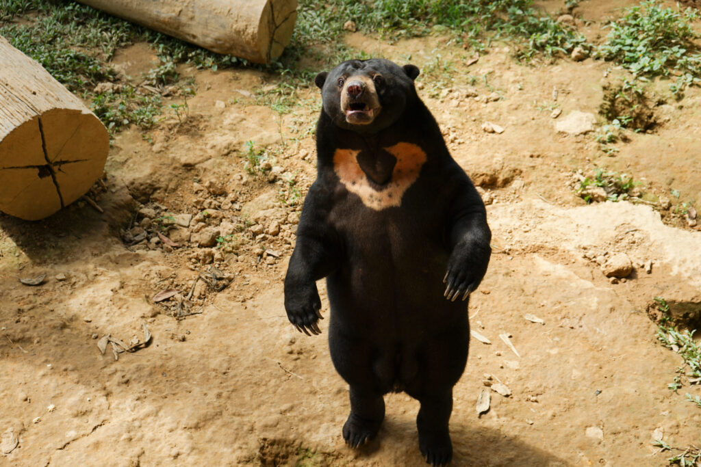 n Bears Thailand: What Teen Groups Learn About the World's Smallest Bear at Wildlife Friends Foundation Thailand in Phetchaburi 14 sun bears Thailand