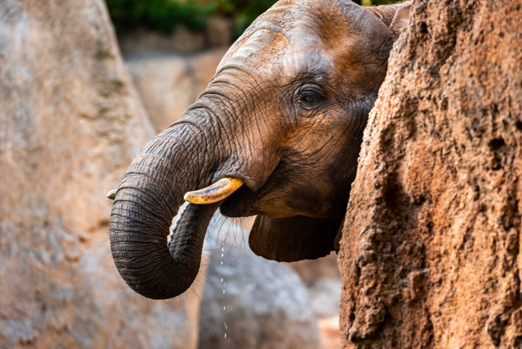 WFFT Elephants: What Teen Groups Learn About the Elephant Refuge at Wildlife Friends Foundation Thailand in Phetchaburi 17 WFFT elephants