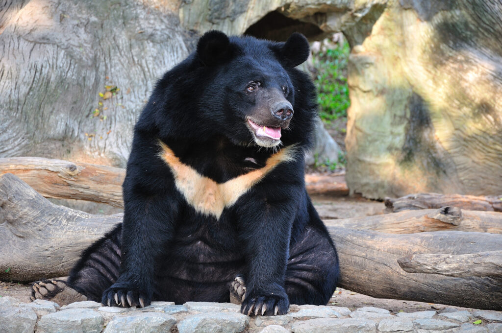 Moon Bears Thailand: What Teen Groups Learn About the Asiatic Black Bear and the Cruel Trade That Brings Them to WFFT in Phetchaburi 1 moon bears Thailand