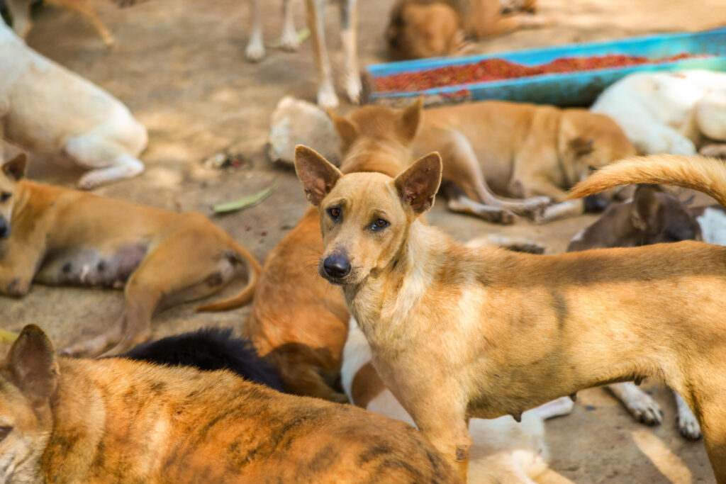 Animal Welfare Thailand: Why the Dragon Study Tours Programme Gives Teen Groups the Most Meaningful Connection With Thailand's Rescued Animals 1 animal welfare Thailand