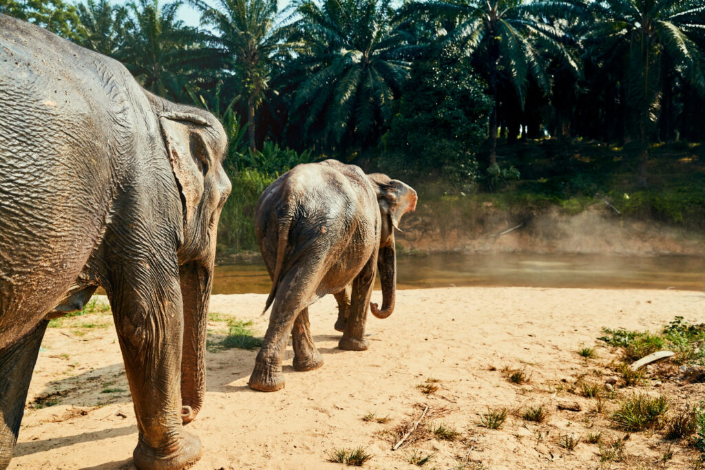 Elephant Mahout Thailand: What Teen Groups Learn Working Alongside the Mahouts at the Hutsadin Elephant Foundation in Hua Hin 1 elephant mahout Thailand