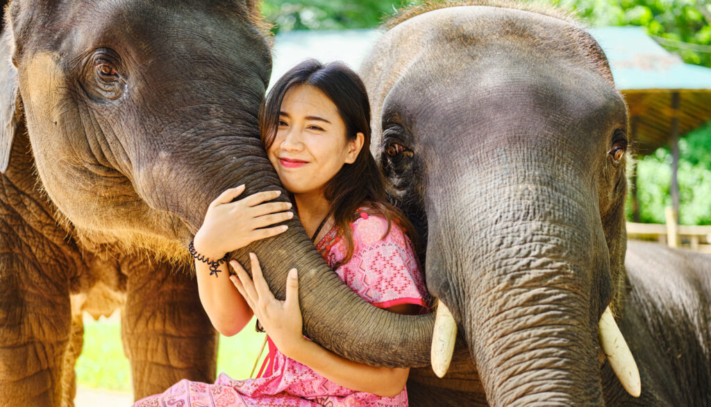 Ethical Elephant Tourism Thailand: Why the Dragon Study Tours Programme Represents the Gold Standard for Teen Groups in Southeast Asia 1 ethical elephant tourism Thailand