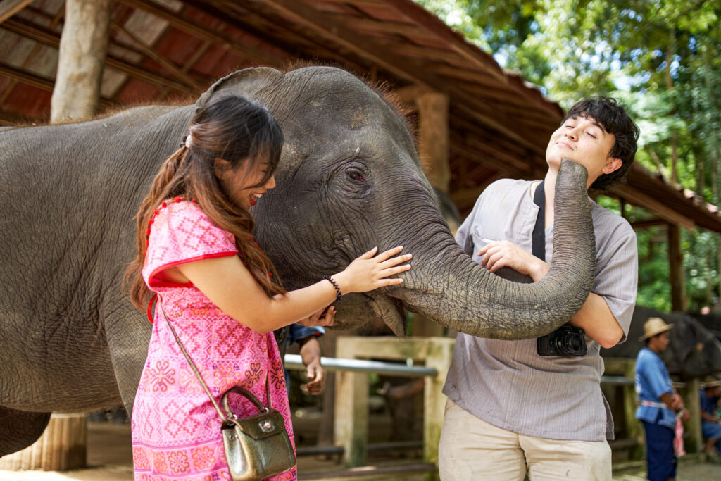 Elephant Conservation Education Thailand: Why the Dragon Study Tours Programme Gives Teen Groups the Deepest Learning Available in Southeast Asia 13 elephant conservation education Thailand