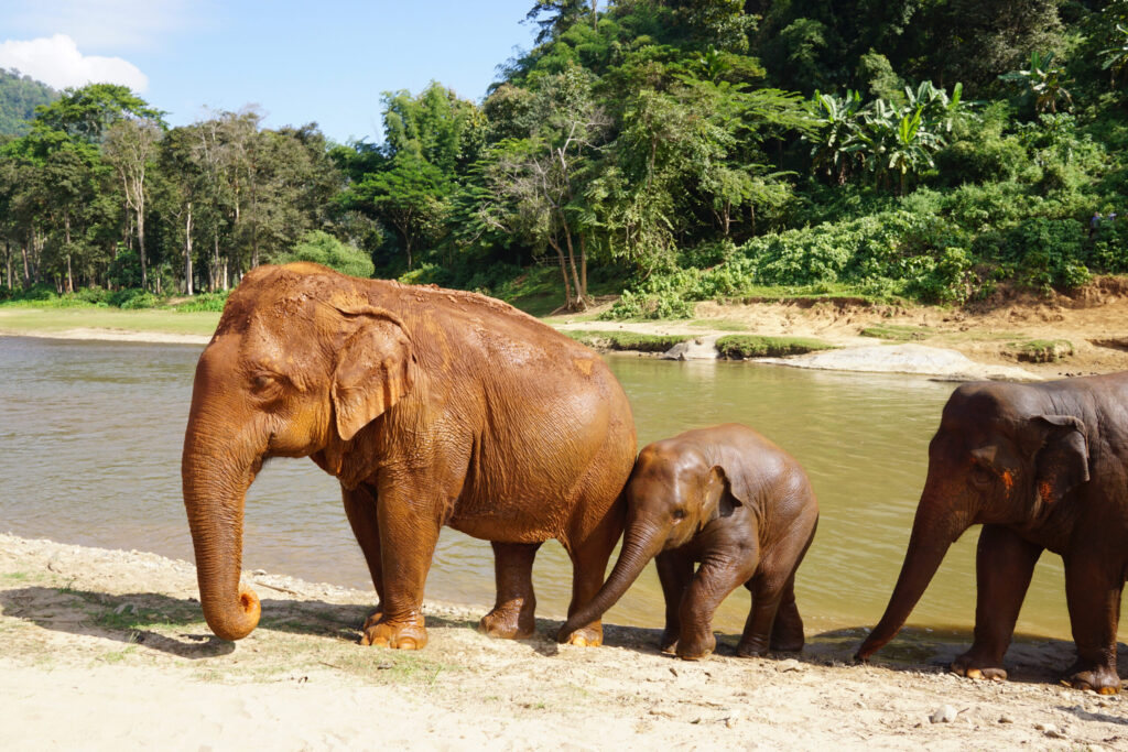 Asian Elephants Thailand: What Teen Groups Learn About the Crisis Facing Thailand's Most Iconic Animal on the Dragon Study Tours Programme 18 Asian elephants Thailand