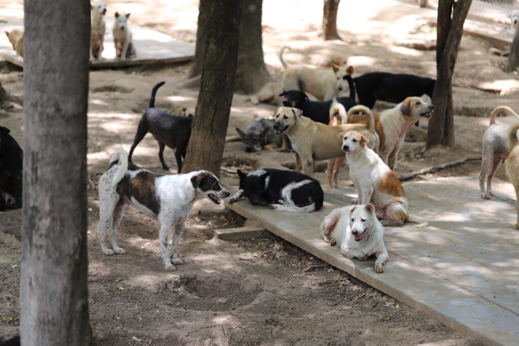 Rescue PAWS Thailand: Why the Dragon Study Tours Morning at Khao Tao Gives Teen Groups a Vital Community Animal Welfare Experience 17 Rescue P.A.W.S Thailand