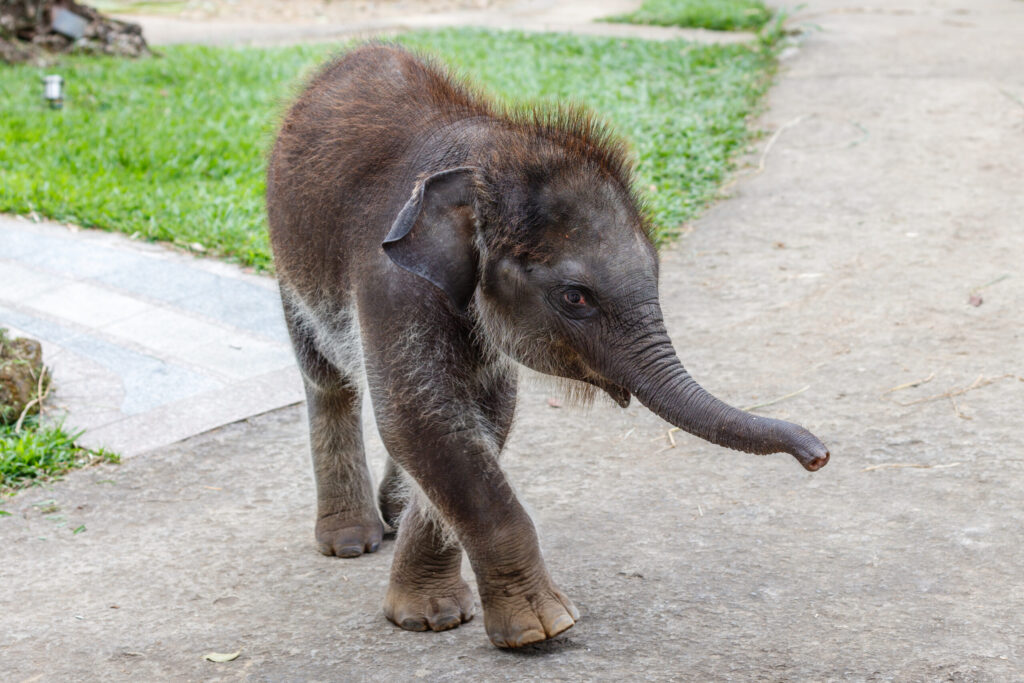 Elephant Mahout Thailand: What Teen Groups Learn Working Alongside the Mahouts at the Hutsadin Elephant Foundation in Hua Hin 16 elephant mahout Thailand