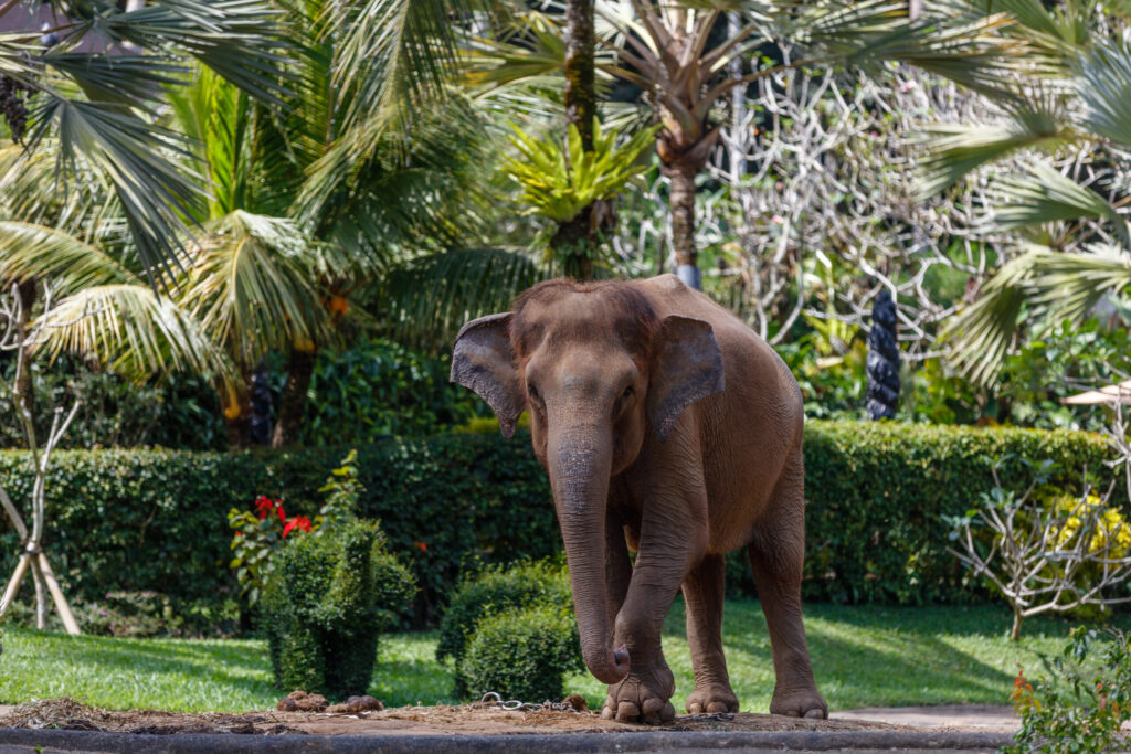 Asian Elephants Thailand: What Teen Groups Learn About the Crisis Facing Thailand's Most Iconic Animal on the Dragon Study Tours Programme 1 Asian elephants Thailand