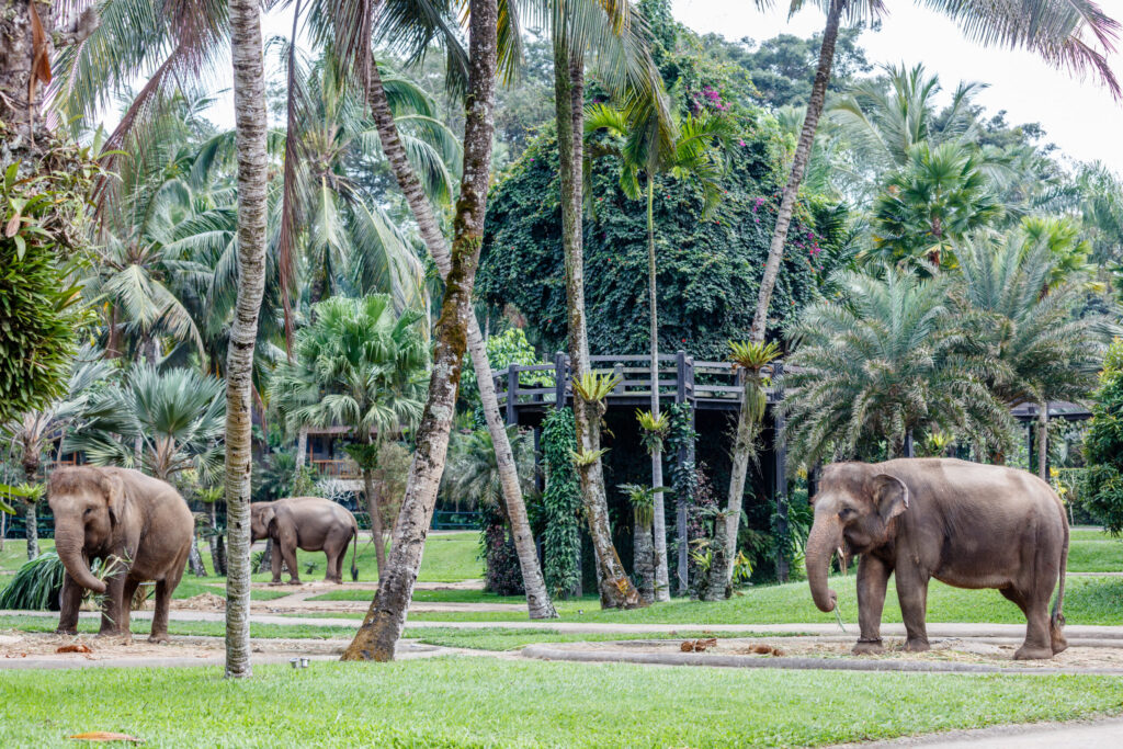 Rescued Elephants Hua Hin: What Closed Groups Learn Working Alongside the Hutsadin Elephant Foundation's Remarkable Animals 1 rescued elephants Hua Hin