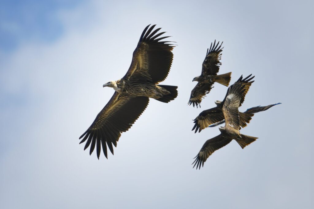Birds of Prey Thailand: What Teen Groups Learn About Rescued Raptors at Wildlife Friends Foundation Thailand in Phetchaburi 1 birds of prey Thailand