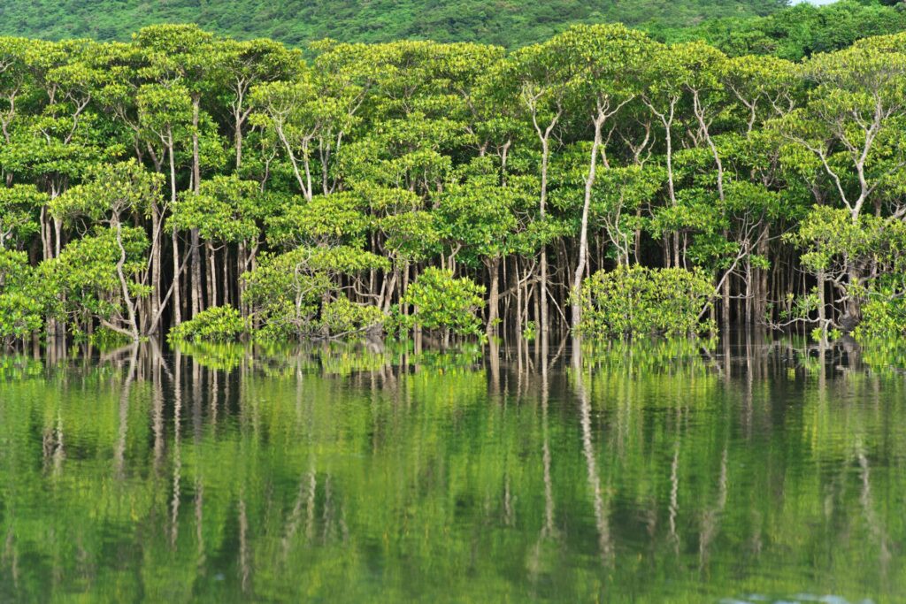 What Do Students Experience on the Hua Hin Mangrove Forest Boat Tour? 1 Hua Hin mangrove forest boat tour