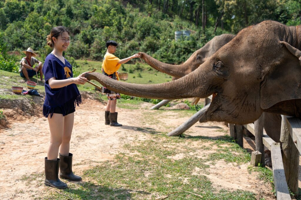 Elephant Feeding Thailand: What Teen Groups Learn Preparing and Distributing Food for Rescued Elephants at the Hutsadin Foundation in Hua Hin 1 elephant feeding Thailand