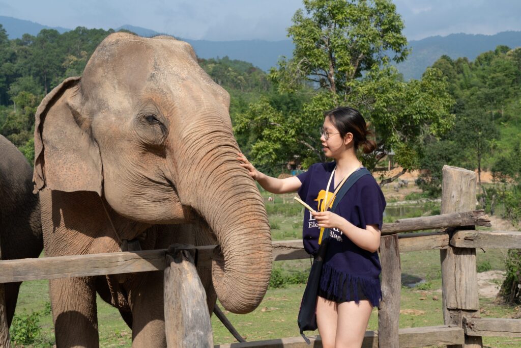 Elephant Feeding Thailand: What Teen Groups Learn Preparing and Distributing Food for Rescued Elephants at the Hutsadin Foundation in Hua Hin 1 elephant feeding Thailand
