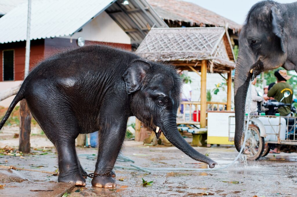 Asian Elephant Conservation: Why the Dragon Study Tours Programme Gives Teen Groups the Deepest Understanding of the Crisis Facing Thailand's Most Iconic Animal 1 Asian elephant conservation