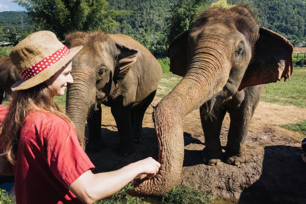 UCAS Personal Statement Thailand: Why the Dragon Study Tours Elephant Conservation Experience Gives Teen Groups Something Genuinely Remarkable to Write About 19 UCAS personal statement Thailand