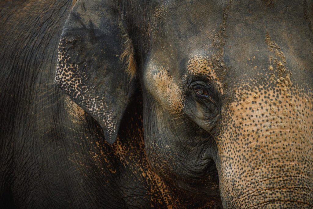 wildlife experience Thailand