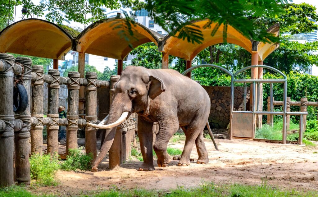 Elephant Welfare Thailand: What Teen Groups Learn About the Physical and Psychological Needs of Rescued Elephants at Hutsadin in Hua Hin 7 elephant welfare Thailand
