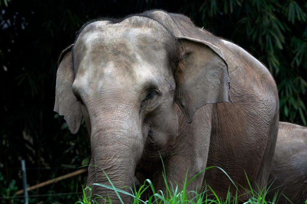 Elephant Conservation Experiences 45 teen travel Thailand