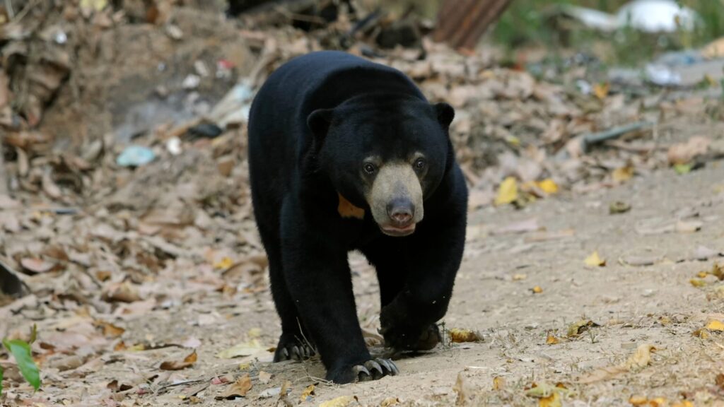 n Bears Thailand: What Teen Groups Learn About the World's Smallest Bear at Wildlife Friends Foundation Thailand in Phetchaburi 1 sun bears Thailand