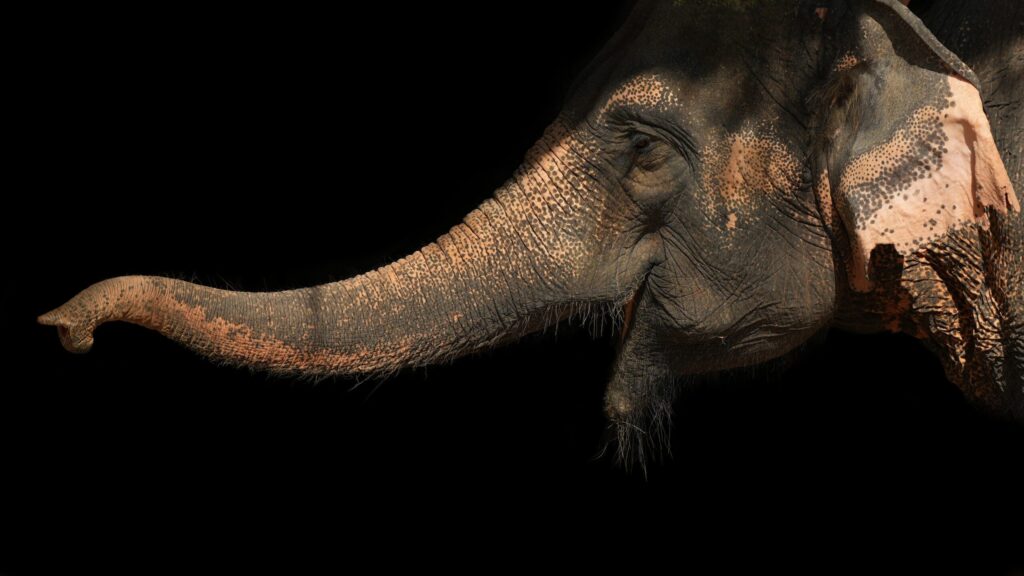 Asian Elephant Conservation: Why the Dragon Study Tours Programme Gives Teen Groups the Deepest Understanding of the Crisis Facing Thailand's Most Iconic Animal 1 Asian elephant conservation