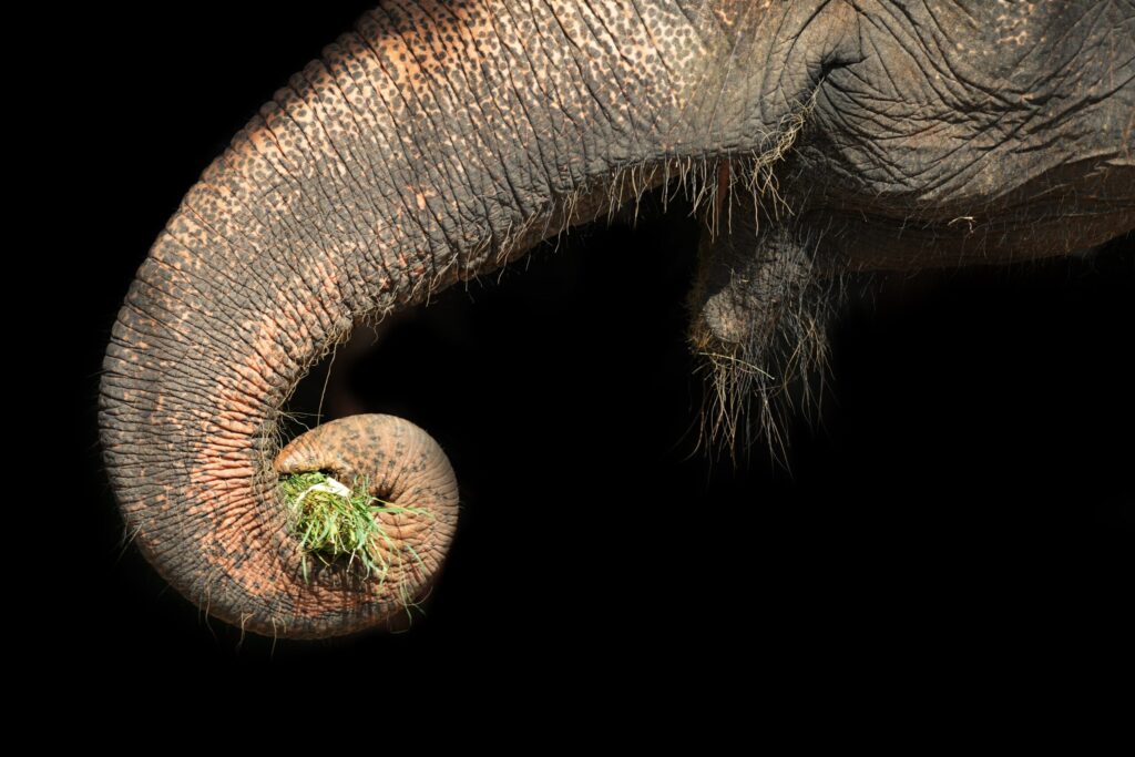 elephant sanctuary Thailand teens
