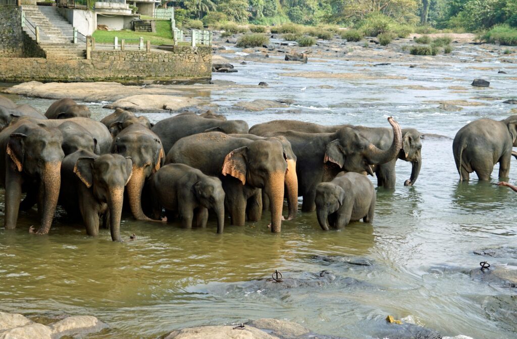 Elephant Bathing Thailand: What Teen Groups Experience Assisting With Daily Bathing Routines at the Hutsadin Elephant Foundation in Hua Hin 1 elephant bathing Thailand