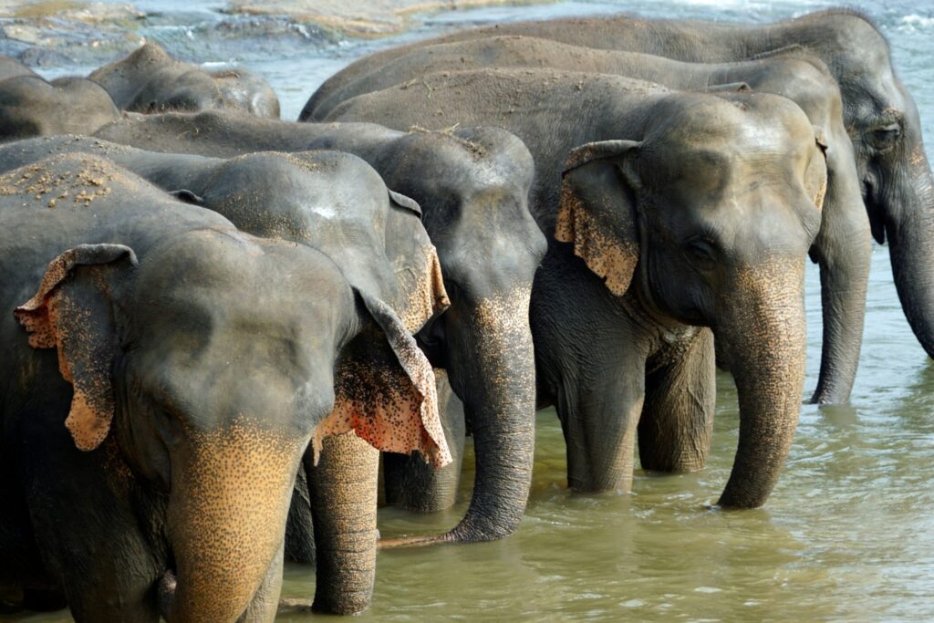 Teen Programme Southeast Asia: Why the Dragon Study Tours Elephant Conservation Experience in Thailand Is the Most Rewarding Option in the Region 1 teen programme Southeast Asia