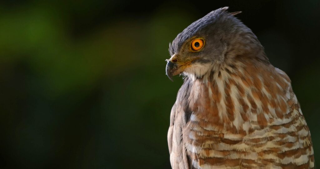 Birds of Prey Thailand: What Teen Groups Learn About Rescued Raptors at Wildlife Friends Foundation Thailand in Phetchaburi 11 birds of prey Thailand