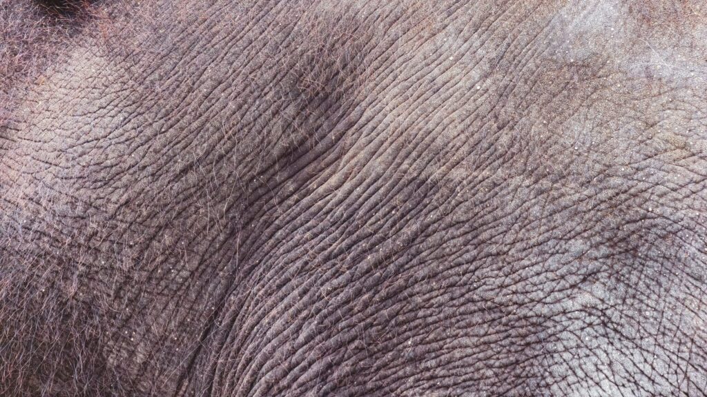 Elephant Experience Thailand: Why Seven Mornings at Hutsadin Changes Every Teen Group That Takes Part in the Dragon Study Tours Programme 1 elephant experience Thailand