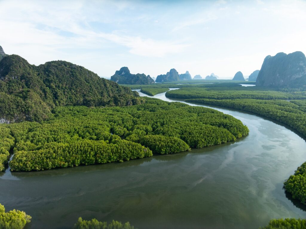 Mangrove Conservation Thailand: Why the Sirinart Rajini Mangrove Centre Gives Dragon Study Tours Groups a Vital Environmental Experience 15 mangrove conservation Thailand