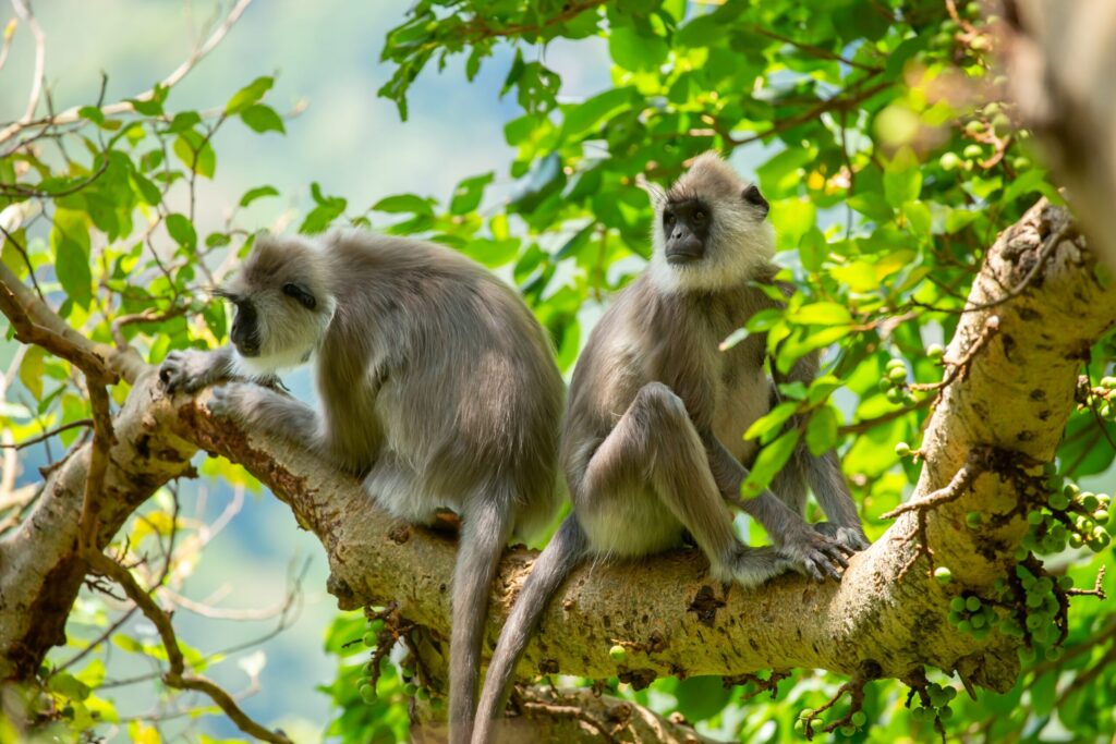 Phetchaburi Wildlife Thailand: Why the Dragon Study Tours Day at WFFT Takes Teen Groups Into the Heart of Thailand's Most Important Wildlife Rescue Region 1 Phetchaburi wildlife Thailand