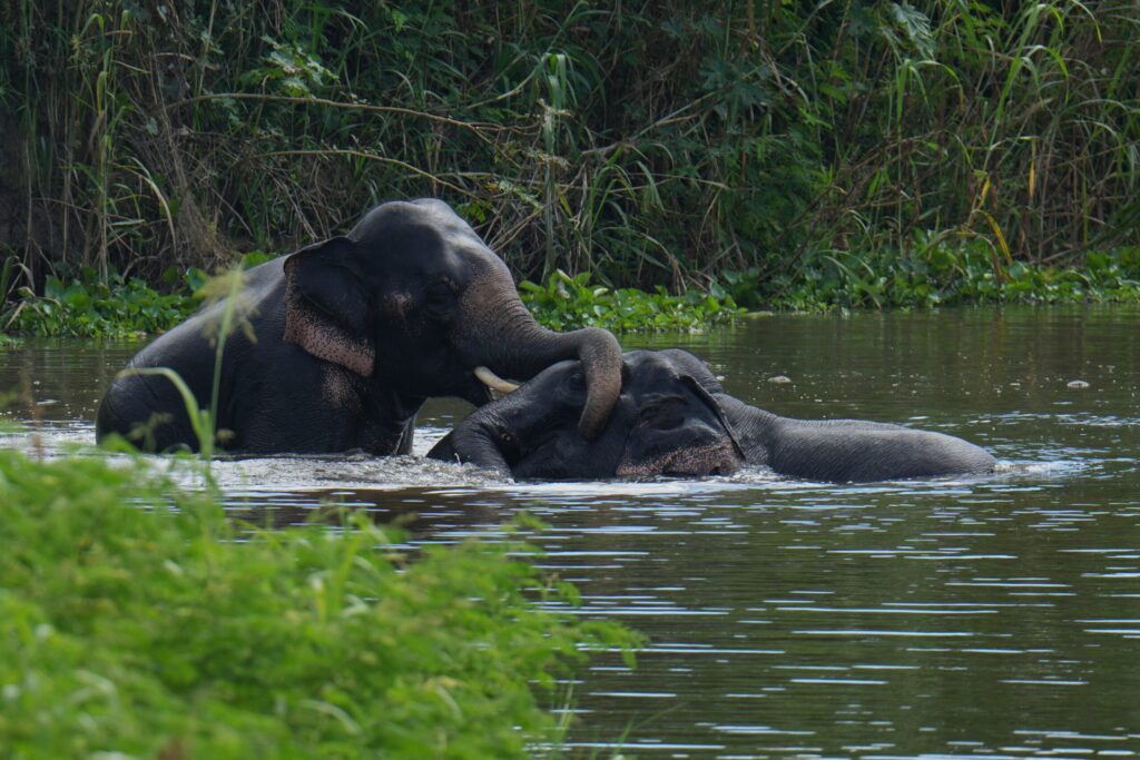 Conservation Programme Hua Hin: Why Dragon Study Tours Built the Most Comprehensive Teen Wildlife Experience on Thailand's Gulf Coast 1 conservation programme Hua Hin