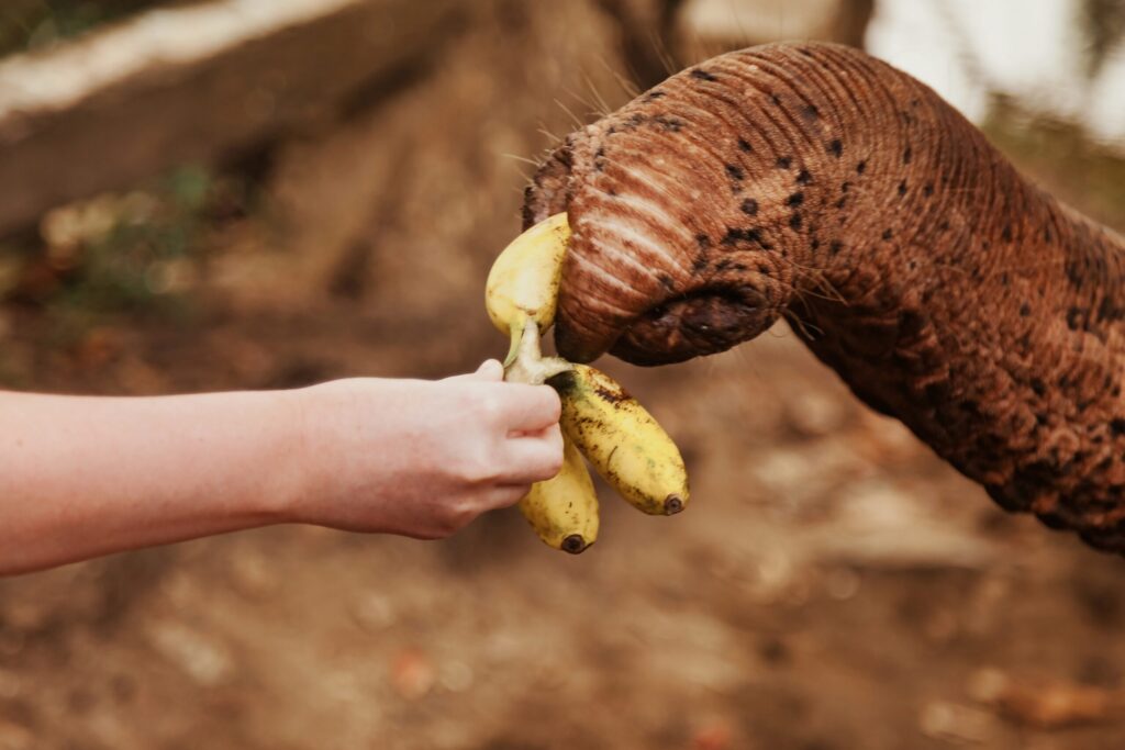 Elephant Rescue Thailand: What Teen Groups Learn About How Elephants Come to Hutsadin and What Happens When They Arrive in Hua Hin 3 elephant rescue Thailand