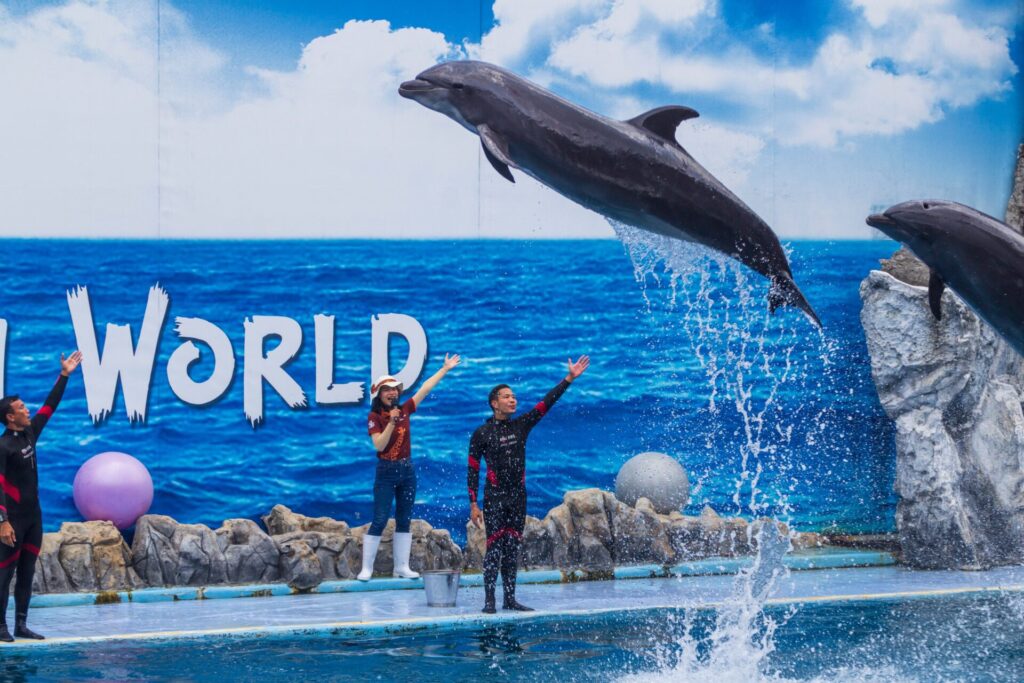 What Do Dragon Study Students Experience at Safari World Bangkok? 1 Safari World Bangkok school groups