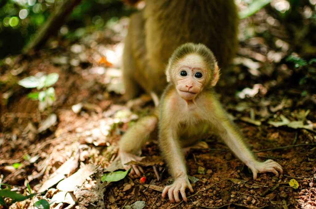 Primates Thailand: What Teen Groups Learn About Rescued Macaques and Gibbons at Wildlife Friends Foundation Thailand in Phetchaburi 11 primates Thailand