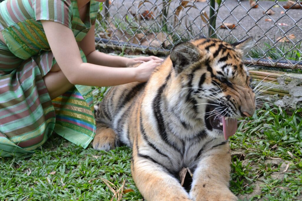 Tigers Thailand: What Teen Groups Learn About Rescued Tigers at Wildlife Friends Foundation Thailand in Phetchaburi 1 tigers Thailand